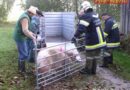 Oö: Schweinejagd nach Traktorunfall in Hohenzell