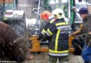 Nö: Vier Stiere in Senkgrube gestürzt – Schwieriger Rettungseinsatz