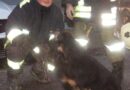 Oö: Hunderettung aus Montagegrube in Aurolzmünster
