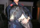Stmk: Berufsfeuerwehr Graz auf erfolgreicher Jagd auf ein Hängebauchschwein
