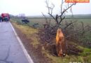 Nö: Mit Pkw gegen Baum geprallt und geknickt -> Lenker bei Matzen getötet
