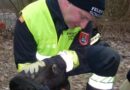 Oö: Einsatzkräfte der Feuerwehr Schärding retten eingefrorene Ente