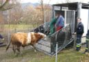 Stmk: Tierrettung in Judendorf -> Feuerwehr auf Stierfang