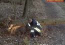 Oö: Entfernen eines umgestürzten Baumes in Aurolzmünster