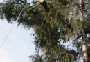 Oö: Heikler Sturmeinsatz fordert den Einsatz zweier Feuerwehren