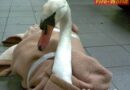 Deutschland: Gerangel zwischen Feuerwehr und Schwan rettet das Tier