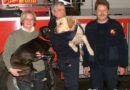 Nö: Weiterbildung „Tierrettung“ bei der Feuerwehr Gloggnitz