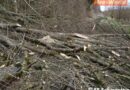 Oö: Baum stürzte auf Bahn -> Zug hatte Glück (Scharnstein)