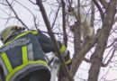 Nö: Junges Kätzchen vom Baum gerettet