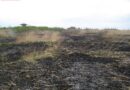 Bgld: Schilfbrand bei Mörbisch – Feuerwehr auch in Ungarn im Einsatz
