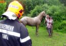 Stmk: Dramatische Rettungsaktion für im Morast steckendes Pferd in Graz