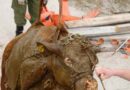 Oö: Güllereicher Einsatz -> Kuh aus Jauchegrube gerettet -> Mit AS in der Grube