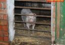 Deutschland: Blitzschlag im Stall -> Schnelles Eingreifen rettet 500 Schweine
