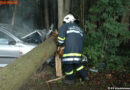 Oö: Pkw fällt Fichte -> tödlicher Verkehrsunfall in Vöcklabruck