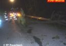Nö: Baum über Strasse führte zu Feuerwehreinsatz