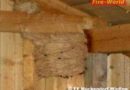 Nö: 3-stündiger Insekteneinsatz bei Wespennest in Muckendorf-Wipfing
