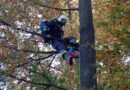 Nö: Katze in Amstetten von 30 m hohen Baum gerettet