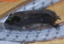 Nö: Fledermaus-Einsatz in Wohnung in Blumau