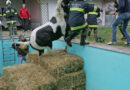 Oö: Pferd stürzte in Pool -> Tierrettungseinsatz in Alkoven