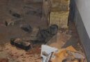 Nö: Brandverdacht durch heiße Aschenlade in Felixdorf