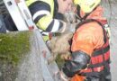 Bayern: Junges Hündchen aus der Isar gerettet