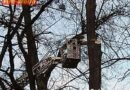 Oö: Ast droht in 20m Höhe abzubrechen