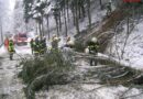 Oö: Schnee ließ Bäume in St. Georgen/Gusen umstürzen