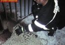Stmk: Reh in Notlage -> Tierrettung durch Grazer Berufsfeuerwehr