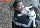 Stmk: Grazer Berufsfeuerwehr rettet Pit Bull Terrier
