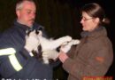 Stmk: Katze hing mit Hinterlauf in Gartenzaun fest