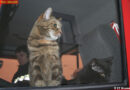 Nö: 3 Katzen bei Wohnungsbrand in Krems gerettet