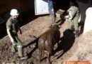 Ktn: Stier in Wolfsberg in drei Meter tiefe Güllegrube gestürzt
