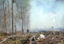 Stmk: Waldbrand in Graz-Andritz ausgebrochen -> Feuer auf 4 Hektar