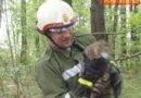 Oö: Katze in Lacken vom Baum gerettet