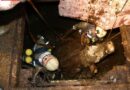 Stmk: Spektakuläre Tierrettung in Wernersdorf -> Kuh und Kalbin in Jauchegrube
