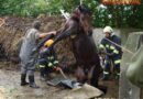 Oö: Rettung eines in Jauchegrube gestürzten Pferdes in Buchkirchen