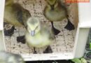 D: Feuerwehr Herdecke hilft bei tierischer Familienzusammenführung