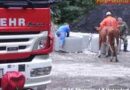 Sbg: Kuhjagd in Thalgau