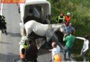 Nö: Pferd gelangte durch einen Sprung im Anhänger in eine Zwangslage