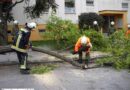 Nö: Zwei Fahrzeuge durch umgestürzten Baum beschädigt