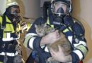D: Katze aus Flammen gerettet