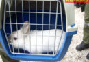 Oö: Hase in Altglascontainer eingeschlossen -> Einsatz der FF Ried