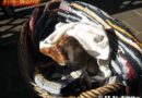 Oö: Tierrettung aus einem PVC-Rohr