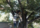 Tirol: Jugendlicher auf Baum -> Rettung durch BF Innsbruck