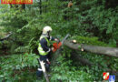 Bgld: Heftiges Unwetter in Pinkafeld -> Baum über der Straße