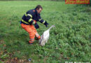 Oö: Schwan in Notlage in Bad Ischl