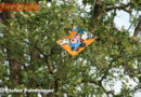 Oö: Flugdrachen im Baum – Wenn Kinderaugen weinen hilft die Feuerwehr