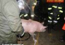 Nö: Wirtschaftstrakt eines Bauernhofes stand in Flammen