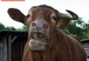 Oö: Stier im Stall eingebrochen