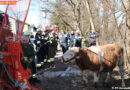 Nö: Stier stürzt 40 Meter über Böschung -> Rettung durch FF Amstetten